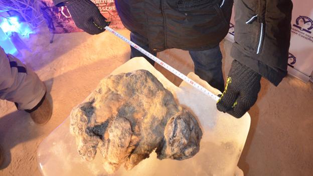 Mummified cave lion cubs found in Siberia. Photo: Academy of Sciences of the Republic of Sakha